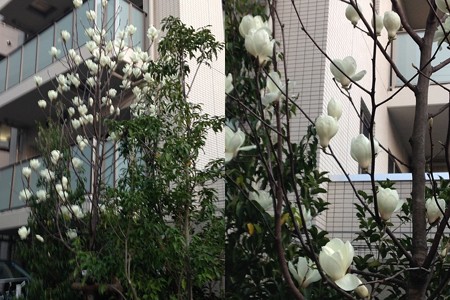 春の花4