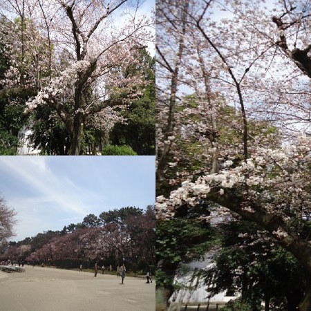 名古屋城5