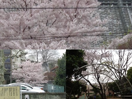 4/1桜2