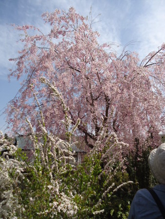 DSC08883