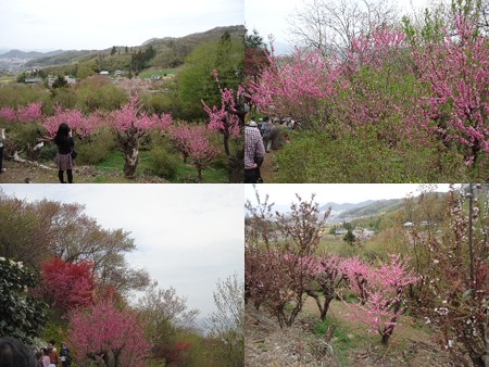 花見山公園ピンク
