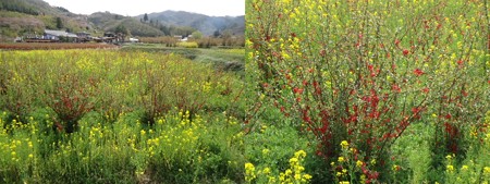 花見山公園菜の花2