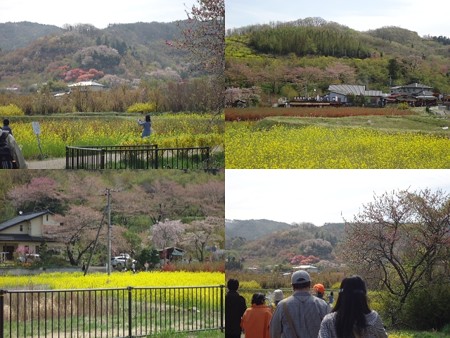 花見山公園道