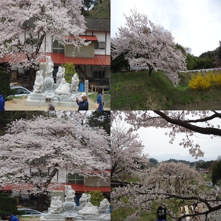中島の地蔵桜4