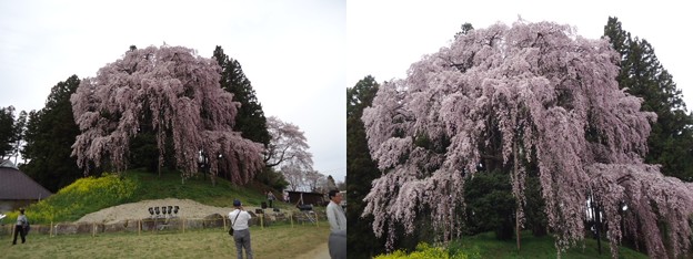合戦場の桜2