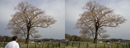 万燈桜