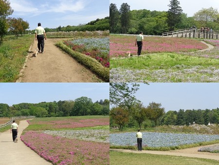 千葉の芝桜3