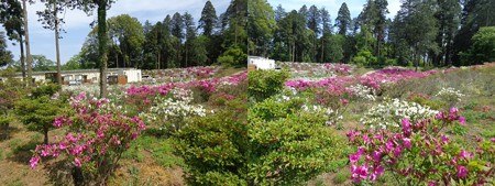 千葉の芝桜4