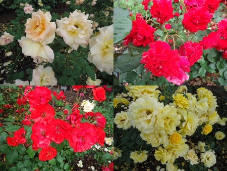 薔薇苑2
