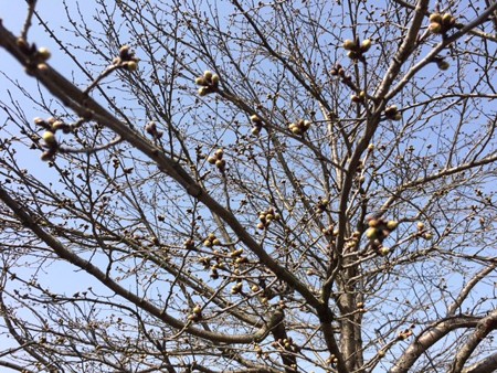 2015年　桜つぼみ