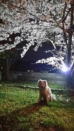 忍犬＆夜桜