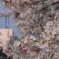 福岡県道56号の桜並木