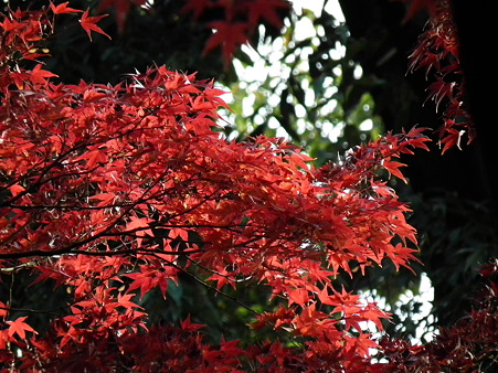 紅葉 061