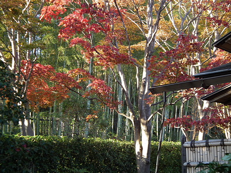 紅葉 724