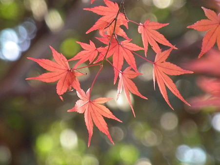 紅葉 256