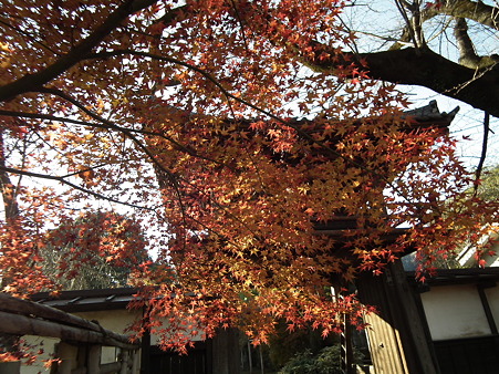 紅葉 475