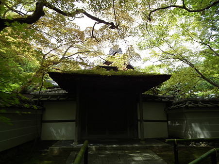 5高桐院