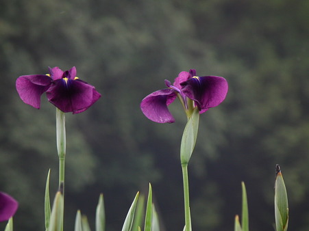 7北山公園・花菖蒲