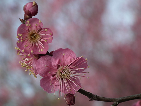 DSCF0245