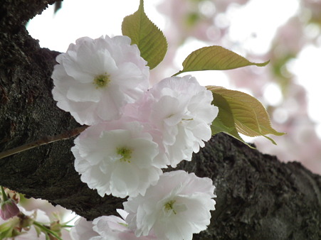 DSCF0043