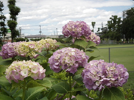 DSCF0058