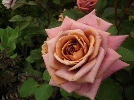 DSCF1091