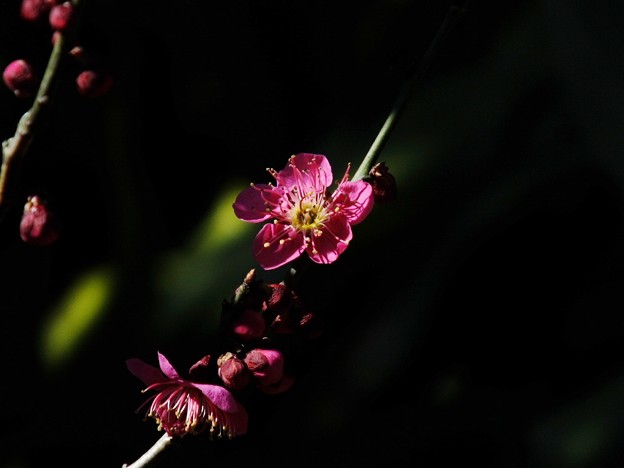 DSCF0124