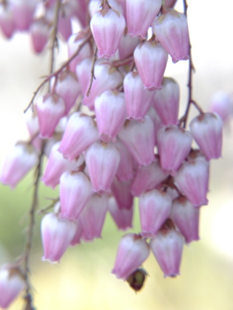 DSCF0248