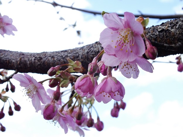 DSCF0208