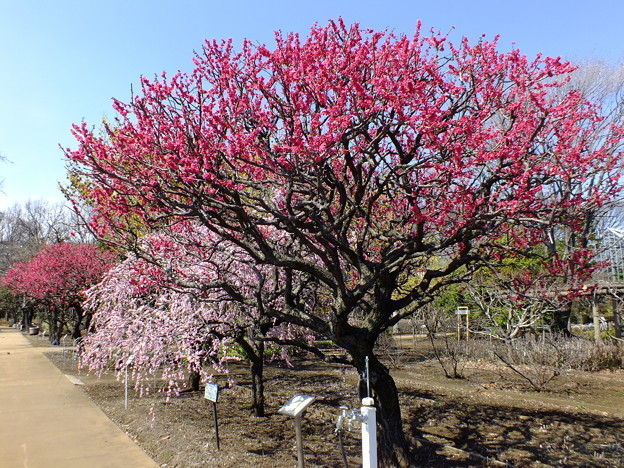 DSCF0207