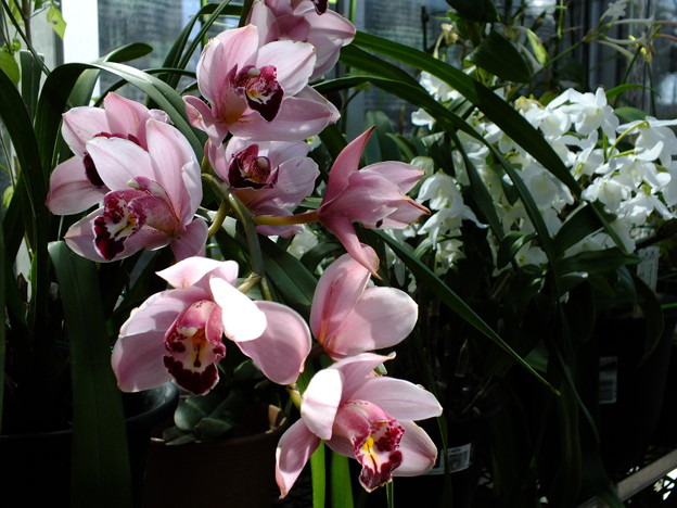 DSCF0041