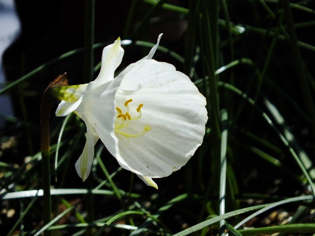 DSCF0037