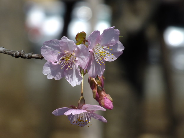 DSCF0084