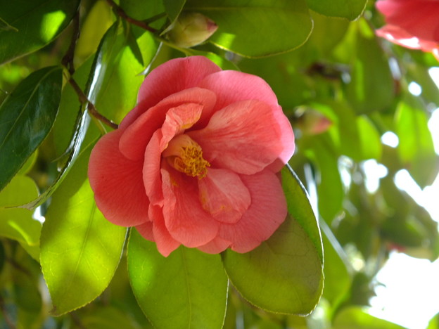 DSCF0214