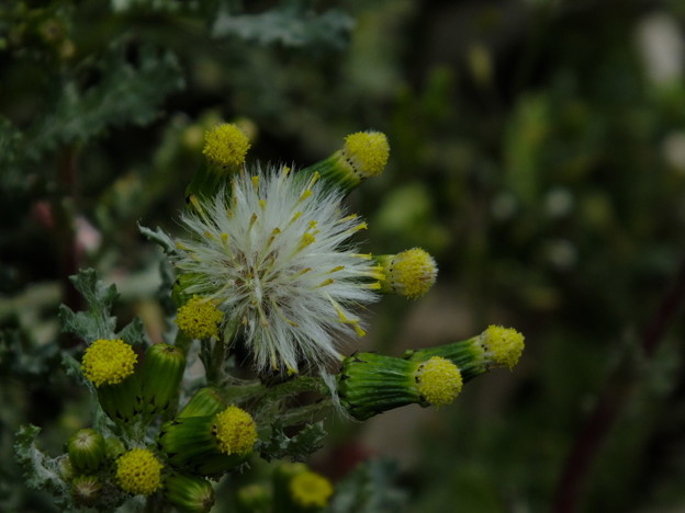 DSCF0068
