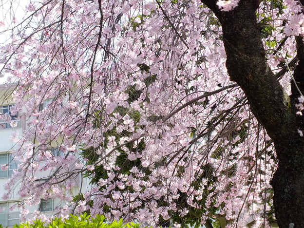 DSCF0228