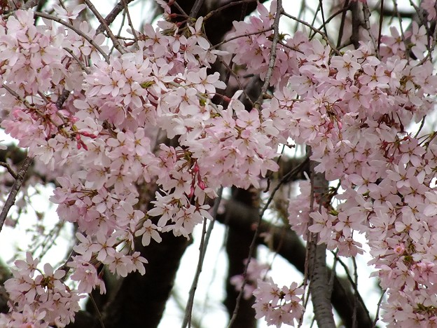 DSCF0317