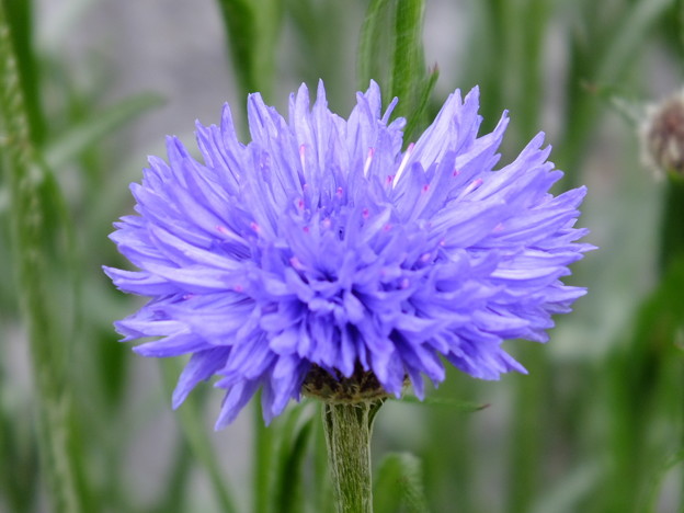 DSCF0242