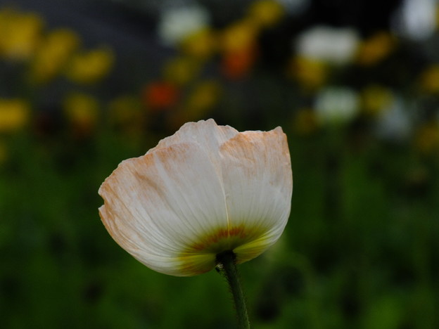DSCF0495