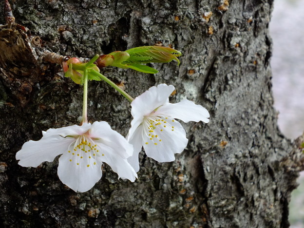 DSCF0054