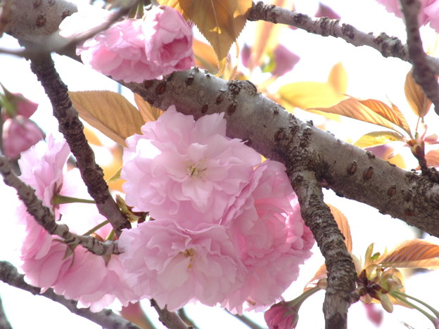 DSCF0078