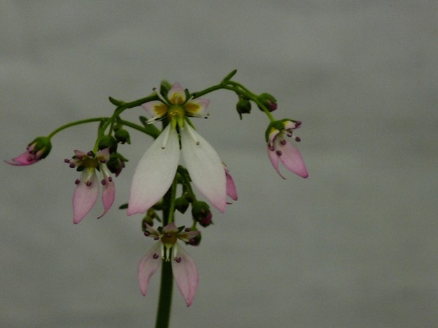 DSCF0317