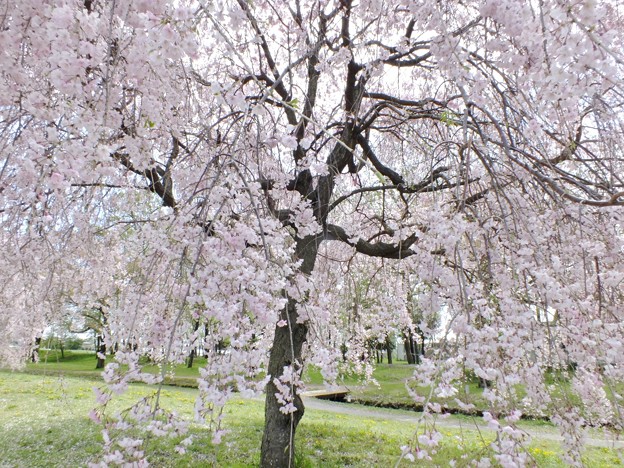 DSCF0133