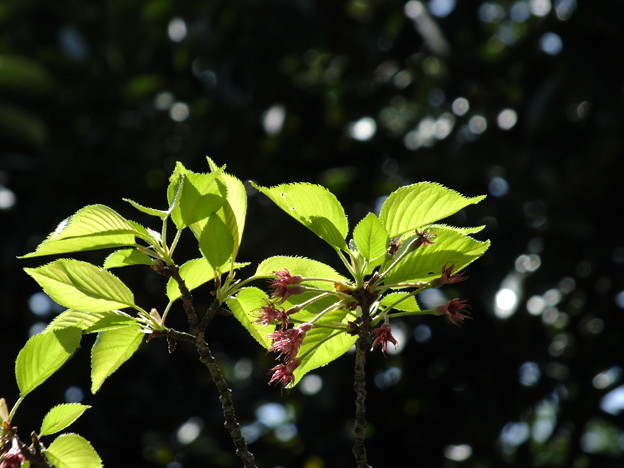DSCF0025