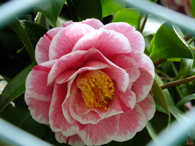 DSCF0103