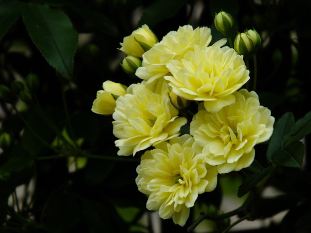 DSCF0167