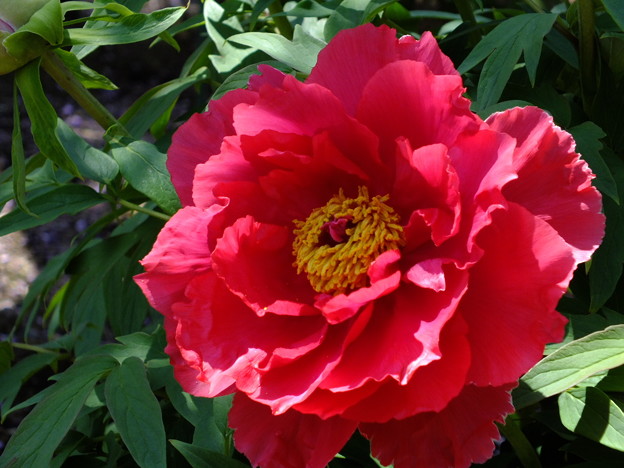 DSCF0003