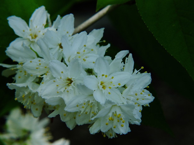 DSCF0073