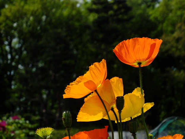 DSCF0341