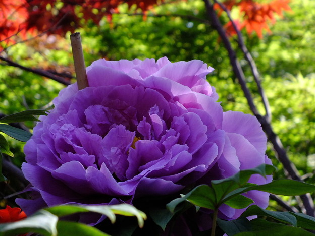 DSCF0241